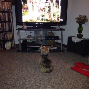 Meet your Posher, Dave'suzi